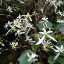 비로산장 이미지