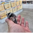 펫엔글라이더본점&로던트클럽 광주 이미지