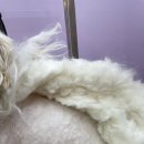 도그스타 이미지