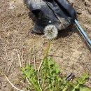 달콤한 민들레의 속 이미지