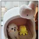 힐링애견샵 이미지