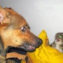 개와고양이 이미지