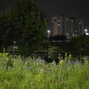 잡초처럼 굳세게 자라리라