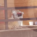 달인307촨차이 이미지