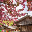 유네스코 세계문화유산 산사 걷기길 / (전남 순천) 남도삼백리 9코스 천년불심길 (선암사) 이미지