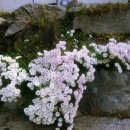 압화(중급) 이미지