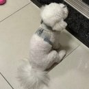 미니스톱 부산수영점 | 수영구애견미용 / 쁘띠몽펫샵 에서 위생미용 + 목욕 받고 온 솔직 후기