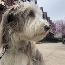 애견백과 - 비어디드 콜리 (Bearded Collie) 이미지