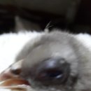 블루아리