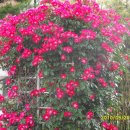 조선대학교 장미원 이미지