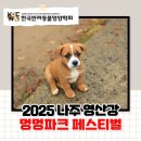 멍멍패션 | 2025 나주 영산강 멍멍파크 페스티벌 후기