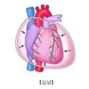 심낭염이란? 이미지