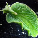 초록빛 태양광발전소 이미지