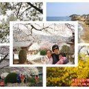 남원 양사재 | 무주/남원/변산 남도 꽃놀이 (20160401~20160404)