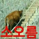 하이영