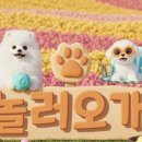 놀러오개 애견유치원 애견호텔 동산점 네이버블로그