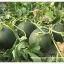 백자농장 이미지