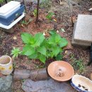 웅지와 나옹이 이미지