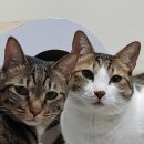 주식회사 제이인터네셔널 | 고양이 대형 스크래쳐 가성비 좋은 고로고로