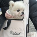 24시 딜라이트 동물의료센터 | 도봉구동물병원 [24시 딜라이트동물의료센터] 후기 (안과검사, 심장초음파검사)