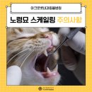 아크로벳 내과동물병원 | 광진구동물병원 노령묘 스케일링, 왜 아크로벳내과동물병원이어야 할까요?