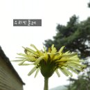[꽃-004]민들레(우리, 흰, 서양민들레 3종) 이미지