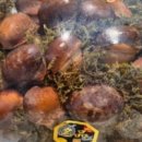 민가네농장 이미지