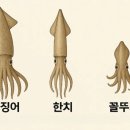 오징어다리