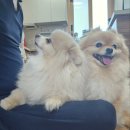 맘스펫 다산애견미용 호텔 분양 | 남양주애견미용 <맘스펫 다산애견미용 호텔 가위컷> (ft. 남양주 애견호텔로 유명한 곳)