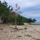 낭만애견 이미지