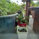 뉴천리향 이미지