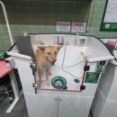버블독스진주