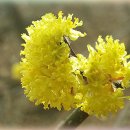 청량산의 봄 이미지