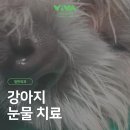 안세병원 | 서울대입구 동물병원 강아지 눈물냄새 자국제거, 누관개통술 후기