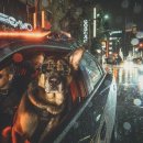 캐나다동물병원 이미지