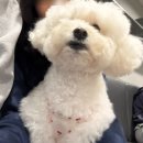 내 품안의 반려견 | 나의 사심으로 찌는 유기견 카페 꽃길걷개 서초(남부터미널) 기절 내돈내산 후기!