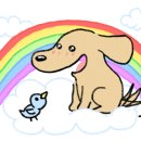 강아지 천국 이미지