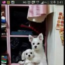 내사랑 강아지 이미지
