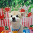 펫이좋아 이미지