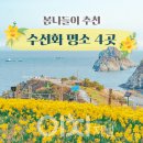 신암면051 | 봄나들이 추천 수선화 명소 4곳