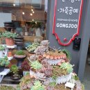 공주다육카페 이미지
