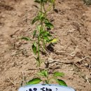 외궁초등학교 이미지