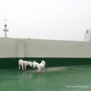 신길권투 | 포우즈애견신발 착용후기.