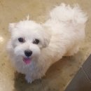 슈슈펫살롱 이미지