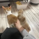 사건 발생 : 고양이 가출 사건 !!| 고양이 찾은 후기 | 고양이탐정후기 | 고양이 잃어버렸을 때 대처법