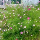 라벨라비타펜션민박 | 단양1박2일 여행/단양펜션추천/단양 라벨라비타펜션/단양가족여행후기