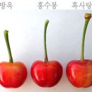 방옥=홍수봉=흑사탕금 품종비교 이미지