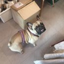 점례와방실이