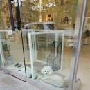 낭만그루밍 이미지