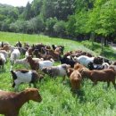 산양축산 이미지